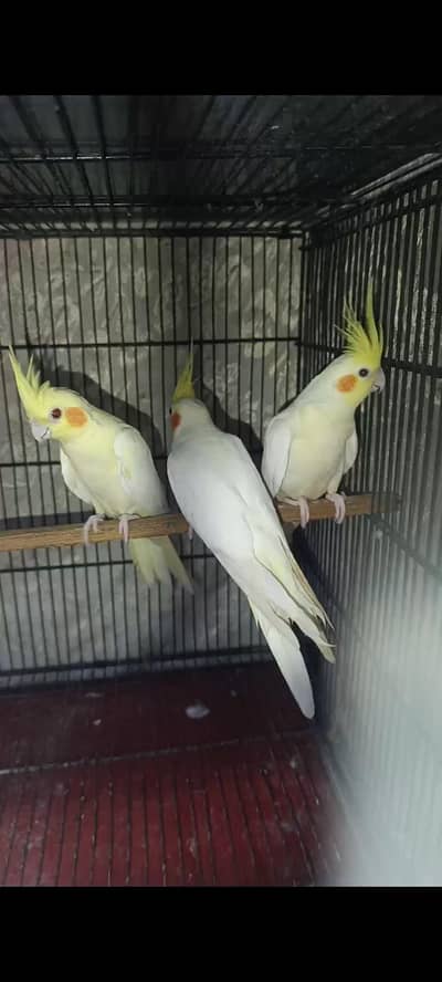 cocktail bird's and cage urjant for sale