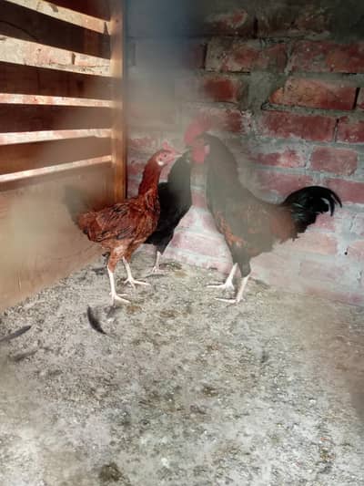 pure dasi male or female for sale ha