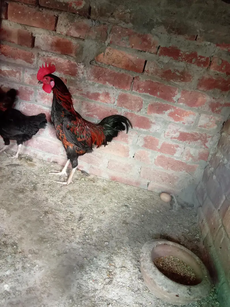 pure dasi male or female for sale ha — photo 2