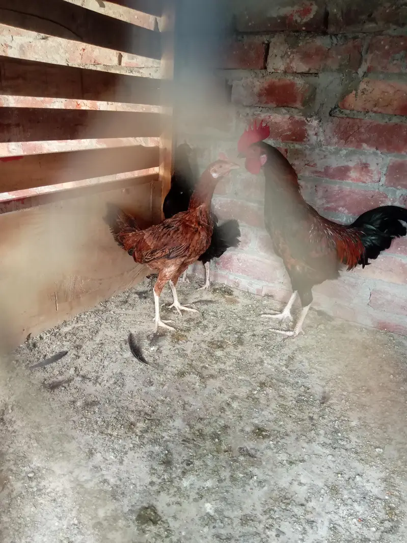 pure dasi male or female for sale ha — photo 3