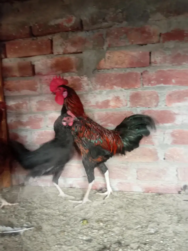 pure dasi male or female for sale ha — photo 6