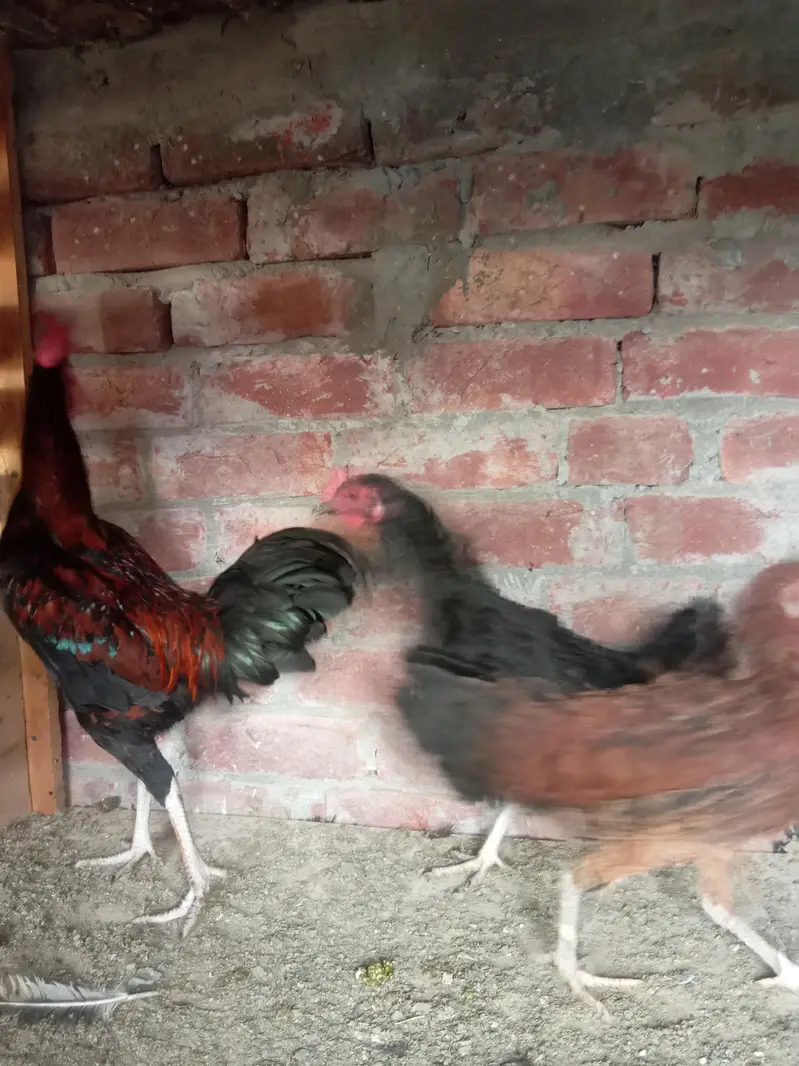 pure dasi male or female for sale ha — photo 7