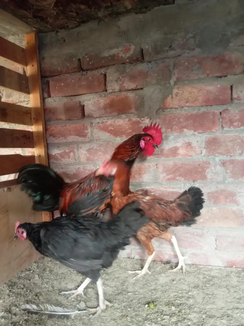 pure dasi male or female for sale ha — photo 8