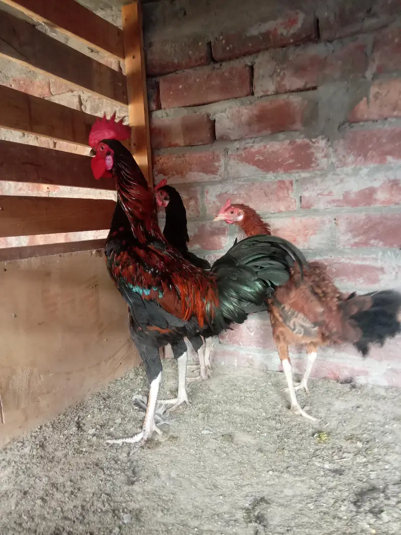 pure dasi male or female for sale ha — photo 9