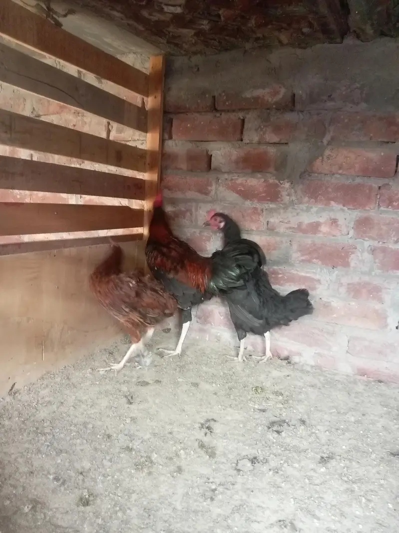 pure dasi male or female for sale ha — photo 10