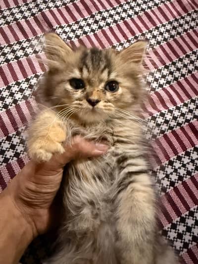 Kitten