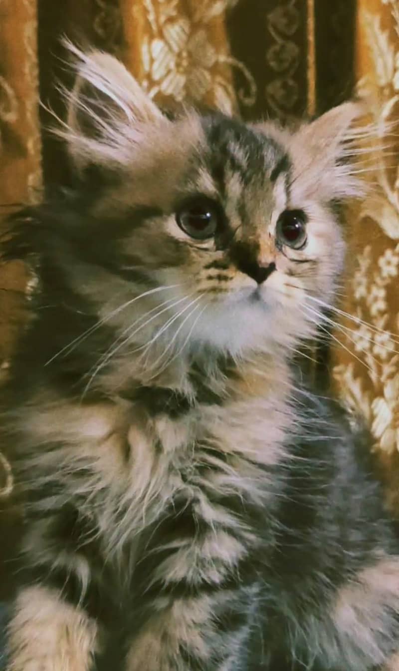 Kitten 1