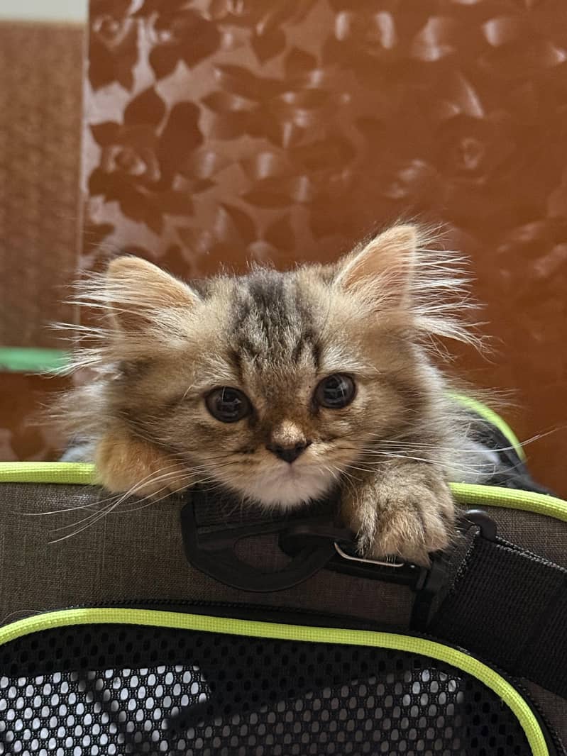 Kitten 2