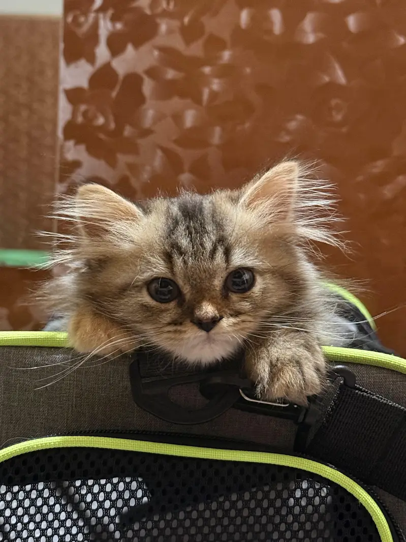 Kitten — photo 3
