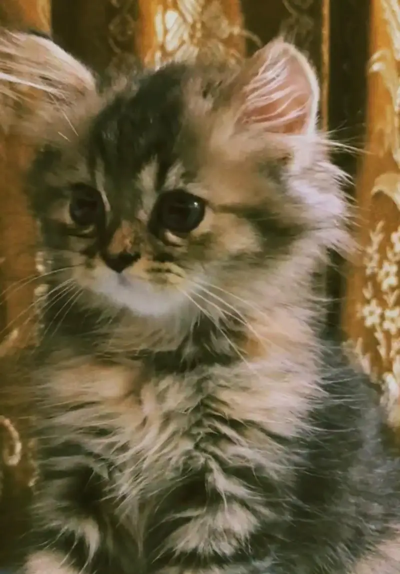 Kitten — photo 4