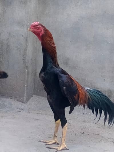 Japanese Shamo and Turkish hint Egg available