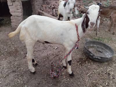 2Bakry for sale jis bhai ko chahiye btay