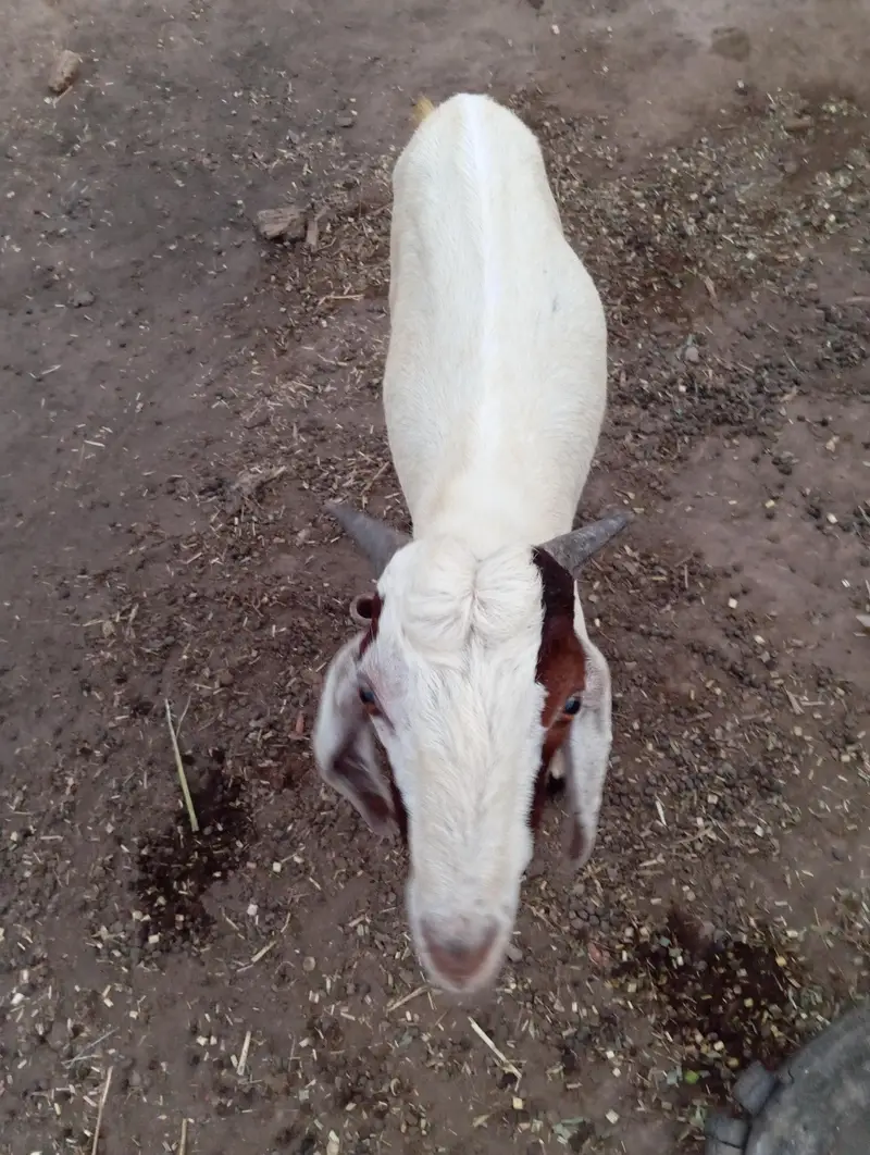 2Bakry for sale jis bhai ko chahiye btay — photo 2