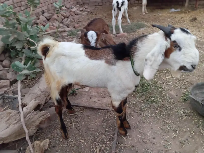 2Bakry for sale jis bhai ko chahiye btay — photo 4