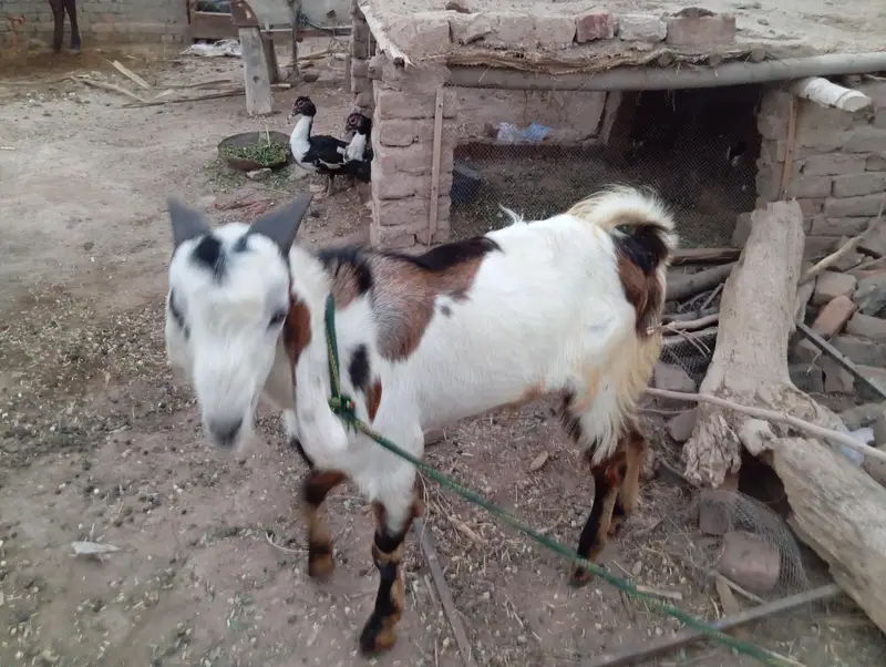 2Bakry for sale jis bhai ko chahiye btay — photo 5