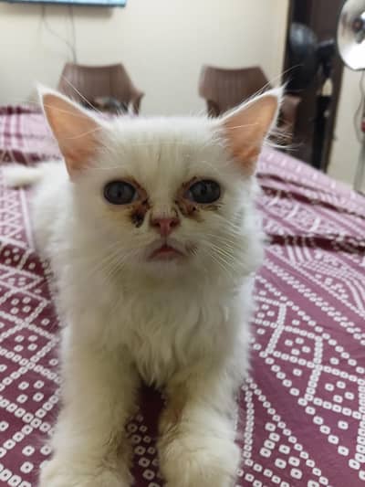 Persian kitten