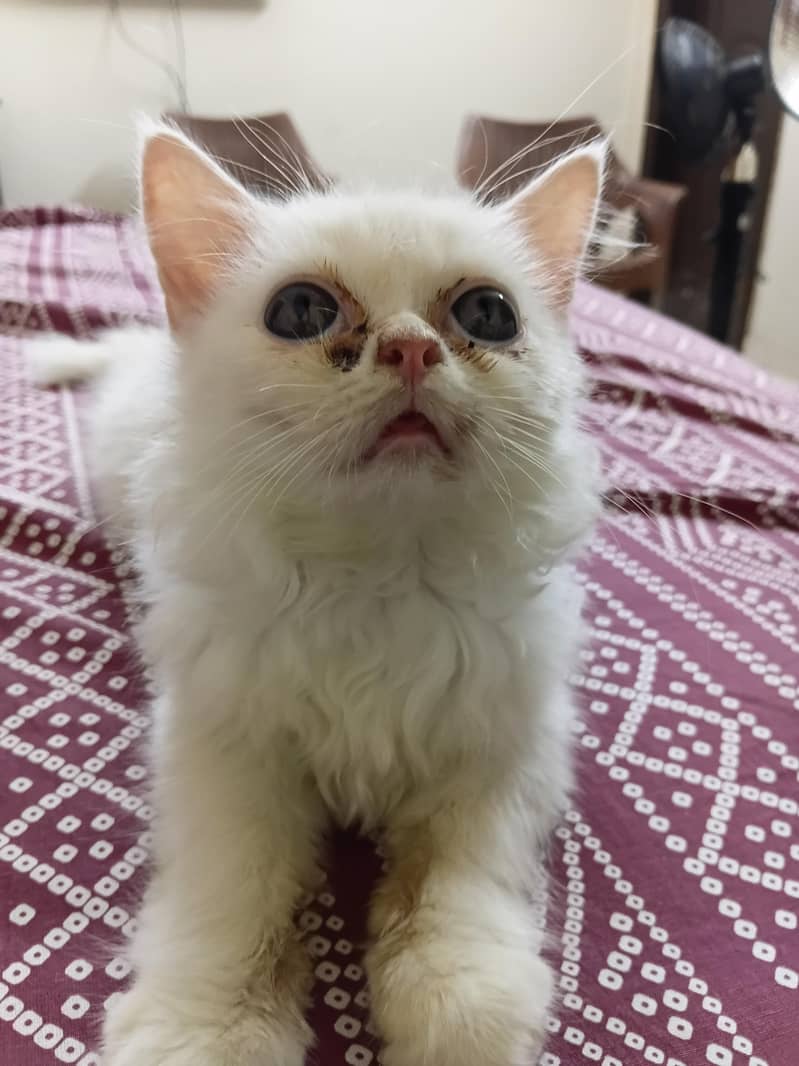 Persian kitten 1