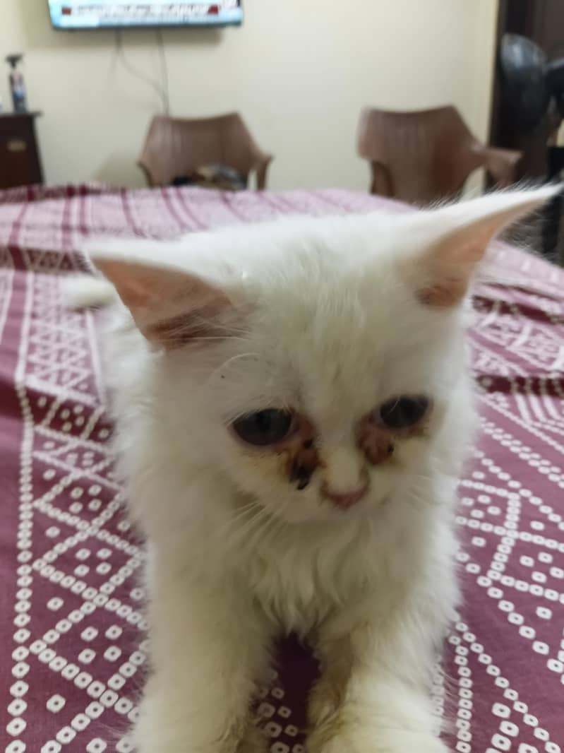 Persian kitten 2