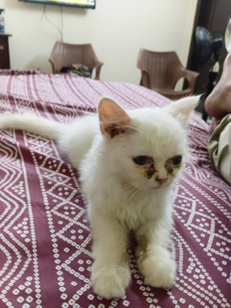 Persian kitten 3