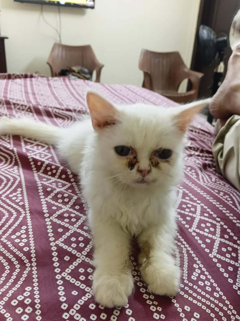 Persian kitten 4