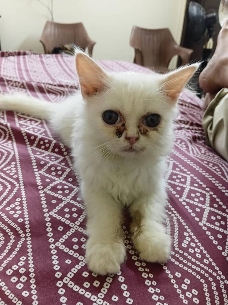 Persian kitten 5