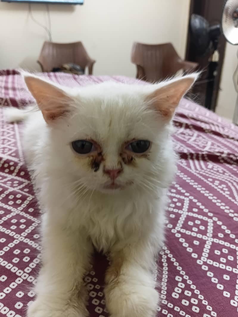 Persian kitten 6