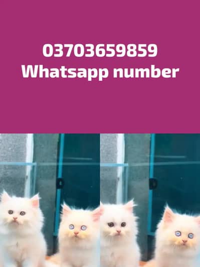 Persian Female kitten for sale