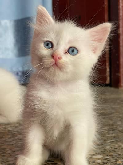 Persian white kittens pair with blue eyes