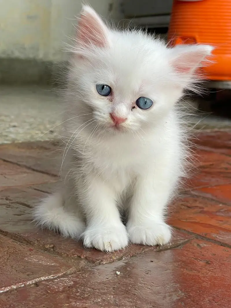 Persian white kittens pair with blue eyes — photo 2