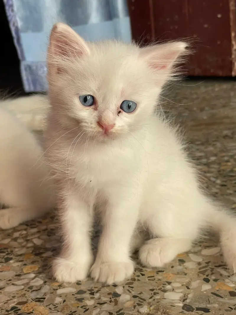 Persian white kittens pair with blue eyes — photo 3
