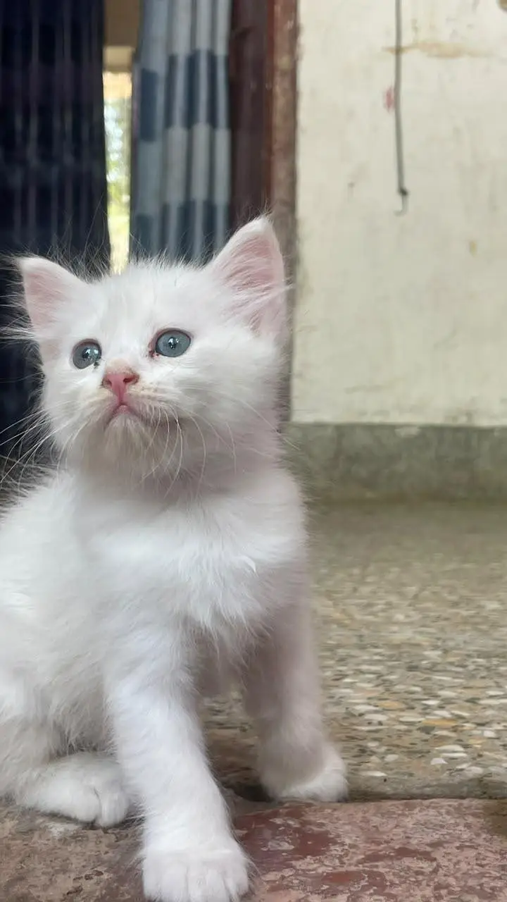 Persian white kittens pair with blue eyes — photo 5