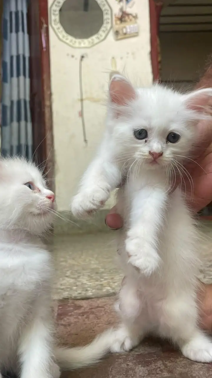 Persian white kittens pair with blue eyes — photo 7