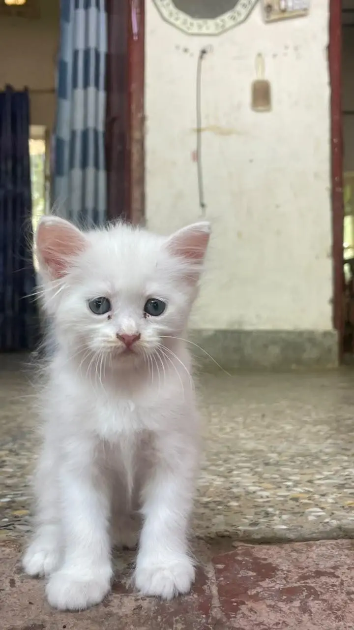 Persian white kittens pair with blue eyes — photo 8
