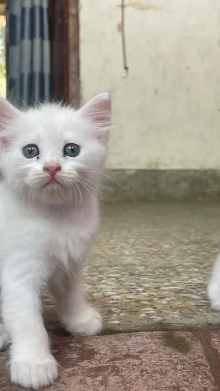 Persian white kittens pair with blue eyes — photo 11