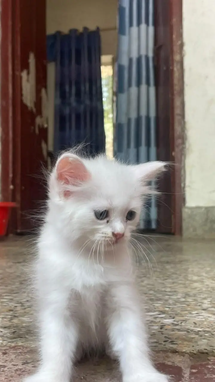 Persian white kittens pair with blue eyes — photo 12