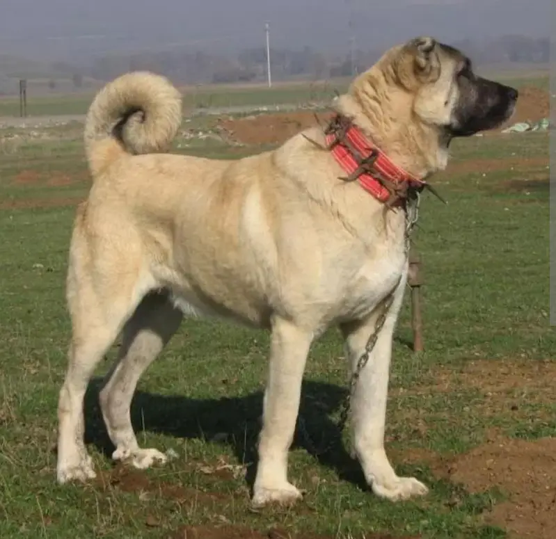 Kurdish kangal / security dog / king kurdish kangal puppies — photo 4