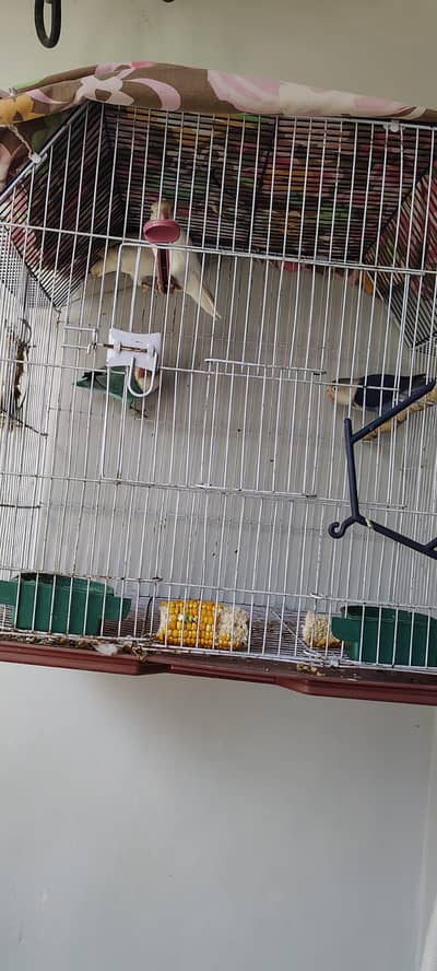 albino pair and blue opaline into green opaline pair
