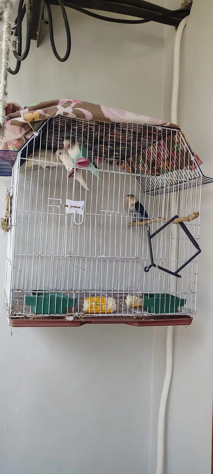 albino pair and blue opaline into green opaline pair — photo 3
