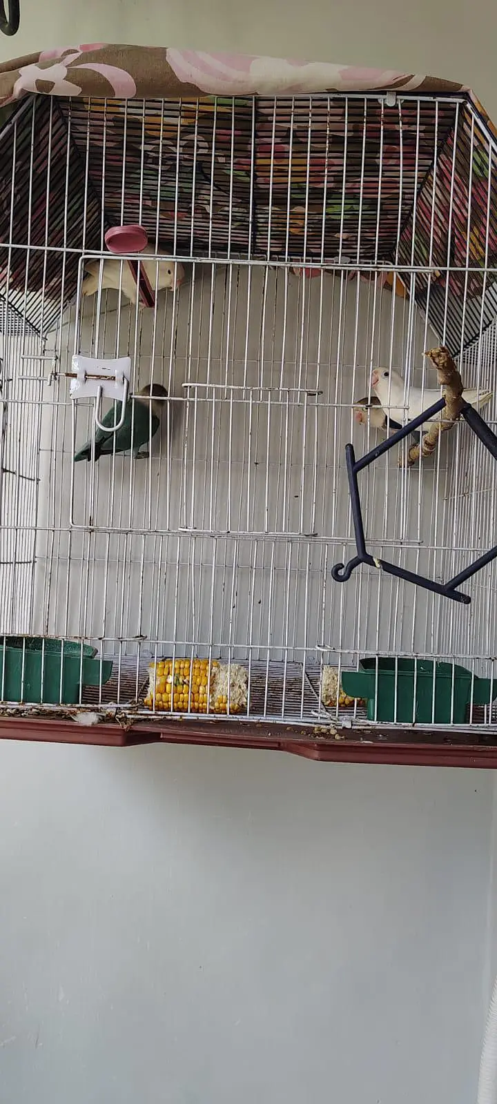 albino pair and blue opaline into green opaline pair — photo 4