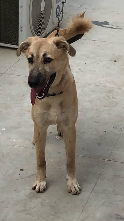 Turkish Kangal Dog female