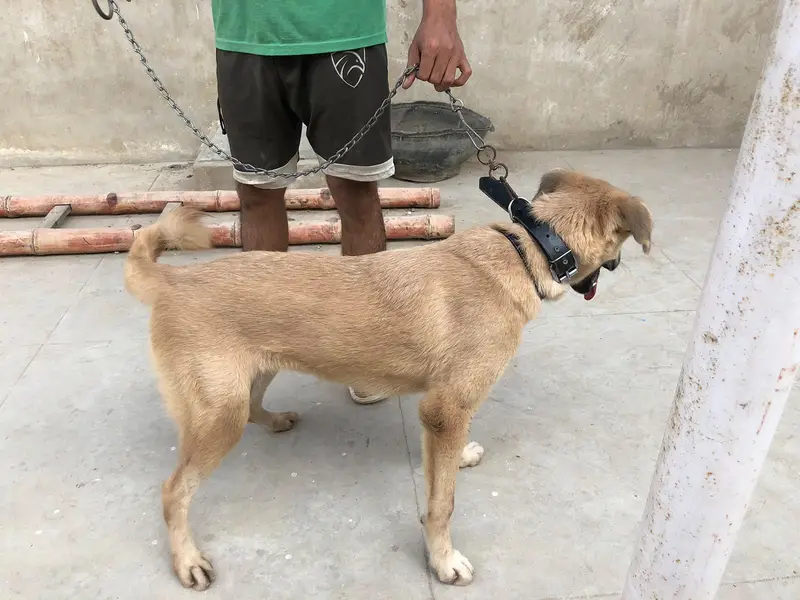 Turkish Kangal Dog female — photo 2