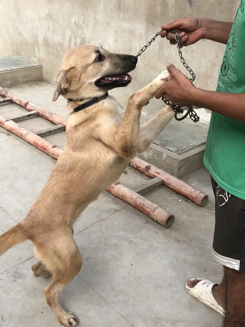Turkish Kangal Dog female — photo 3