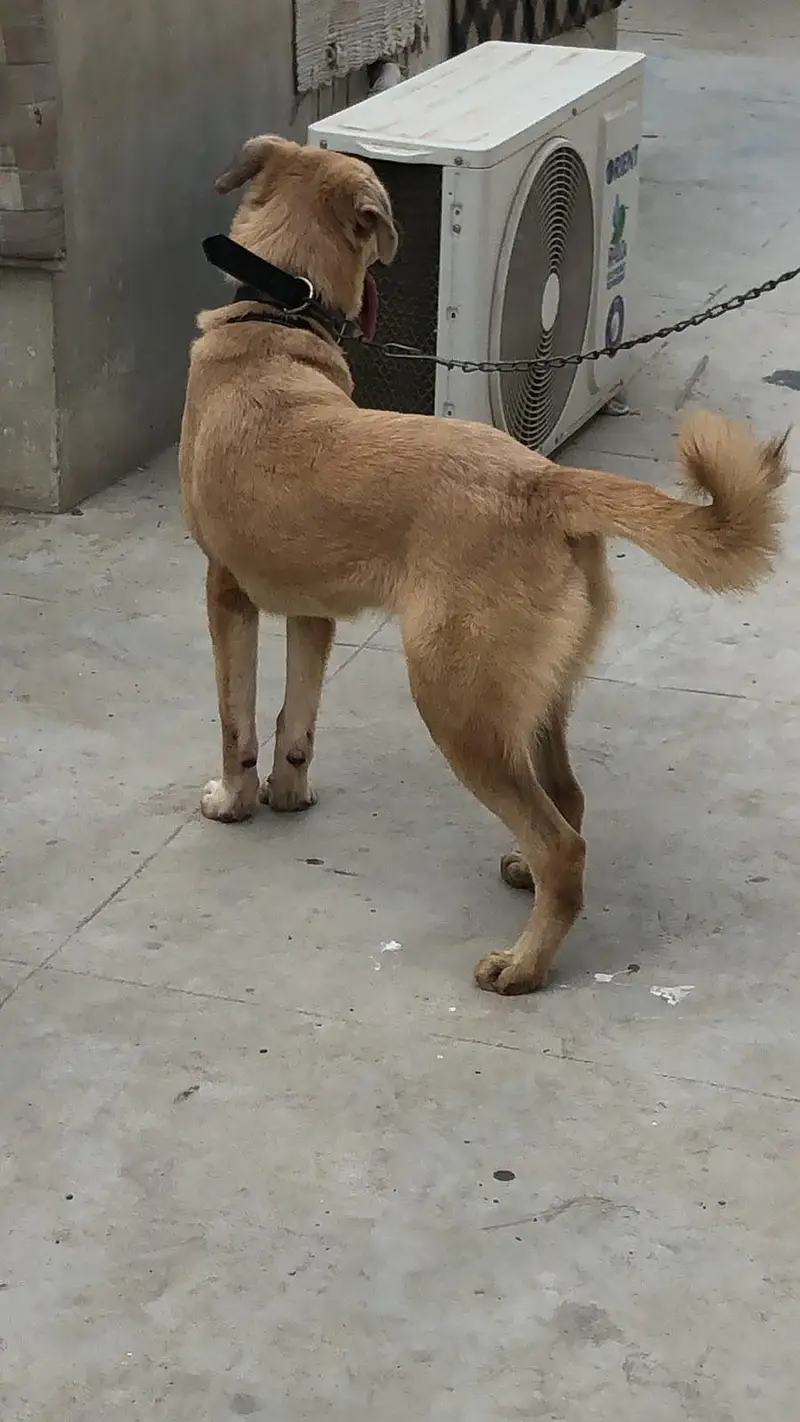 Turkish Kangal Dog female — photo 4