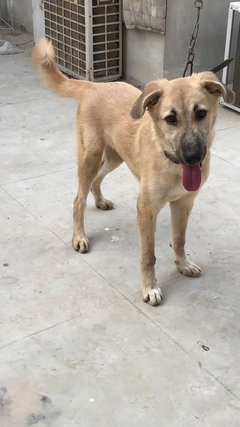 Turkish Kangal Dog female — photo 5