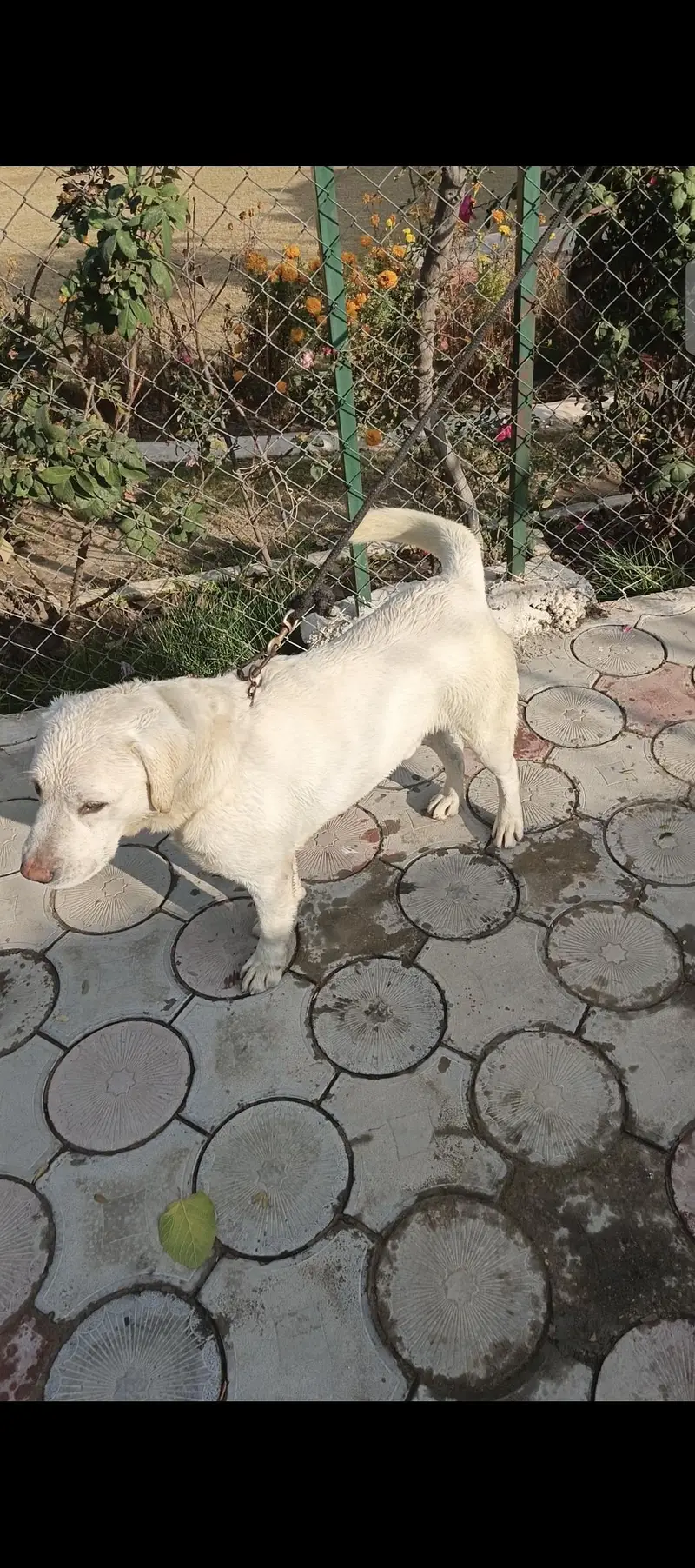 labrador retriever — photo 2