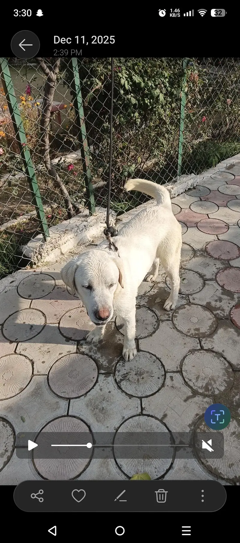 labrador retriever — photo 4
