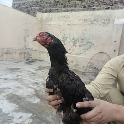 3 fresh kruck hen urgent for sale bacho ki 110% granty