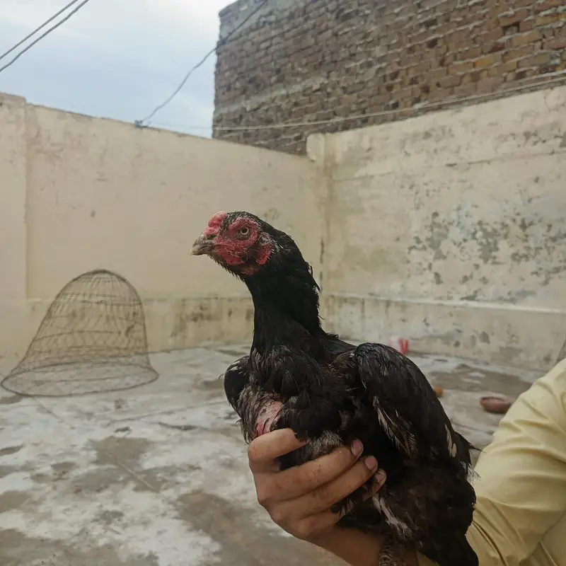 3 fresh kruk hen urgent for sale bacho ki 110% granty — photo 2
