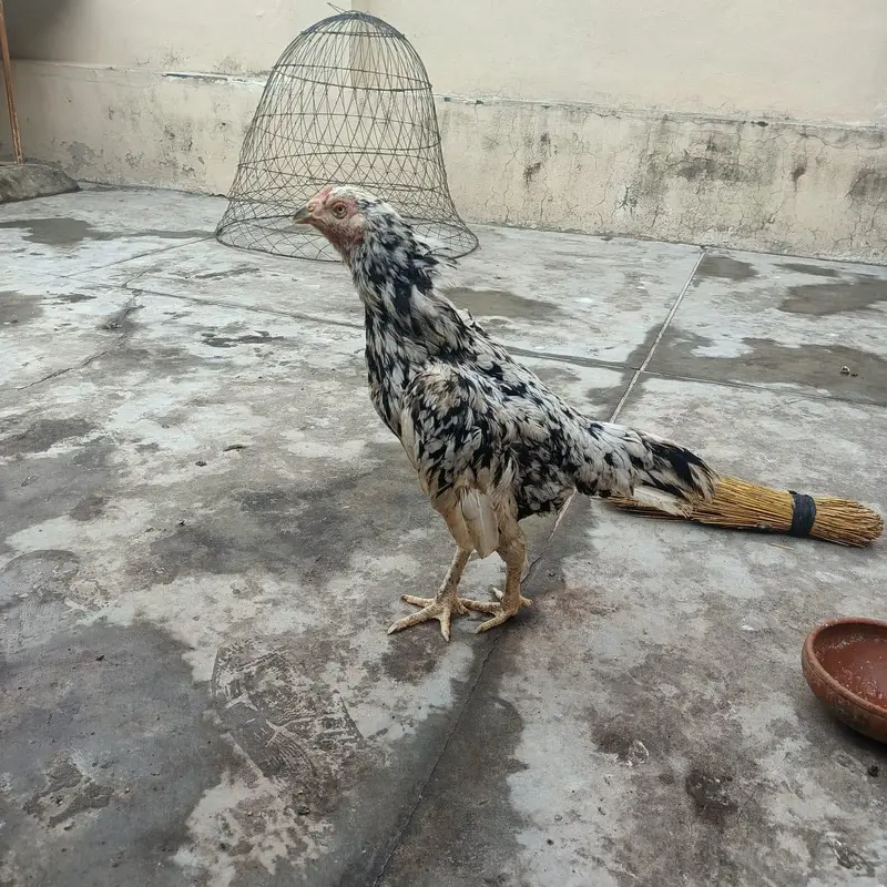 3 fresh kruk hen urgent for sale bacho ki 110% granty — photo 3