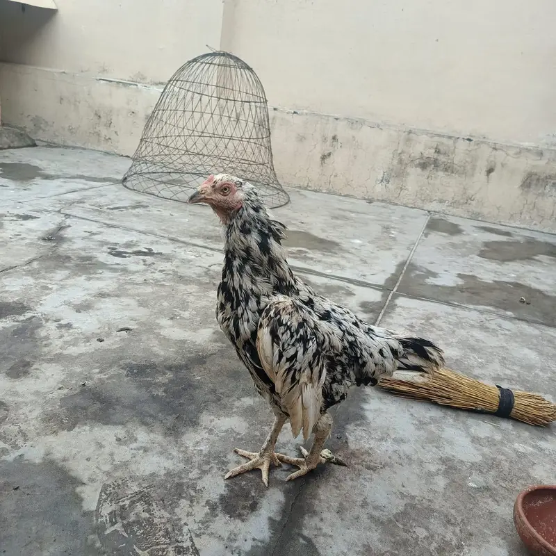 3 fresh kruk hen urgent for sale bacho ki 110% granty — photo 4